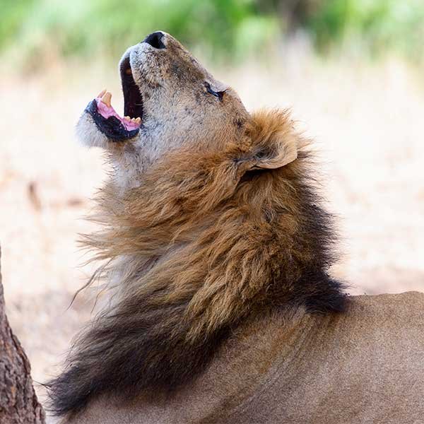 Dehiwala Zoo Entrance